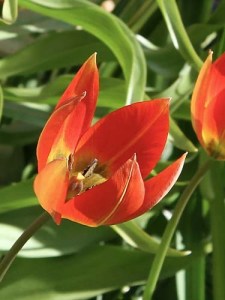 Tulipa Botanisch whittallii